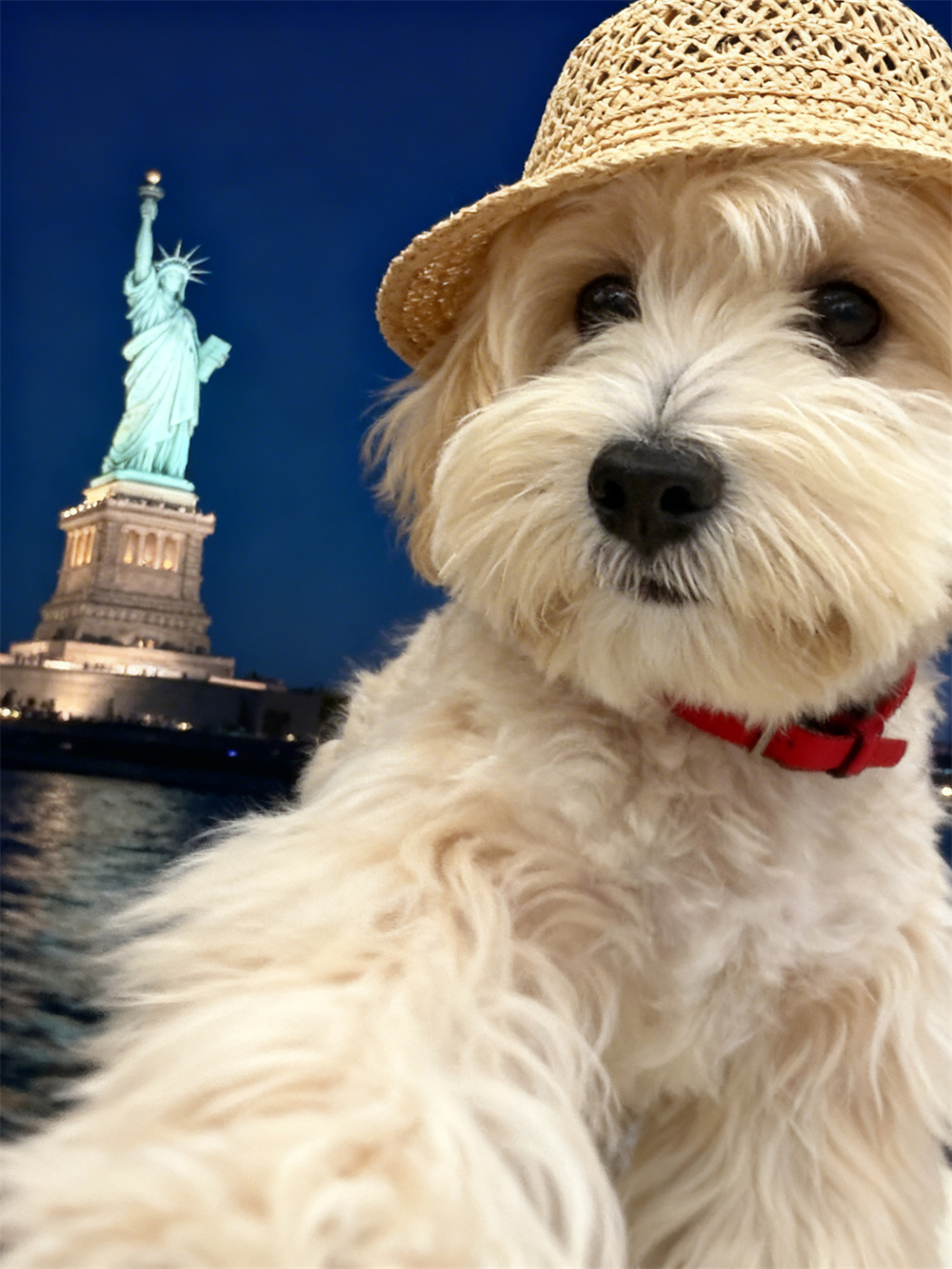 Liberty Pup