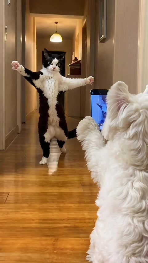 Cat Dance